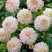 Dahlia Nain Deco 'Wittem'